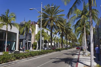 Road by palm trees and city against sky