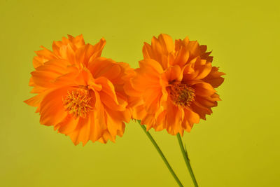 Close-up of orange flower against yellow background