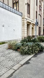 Plants growing outside building