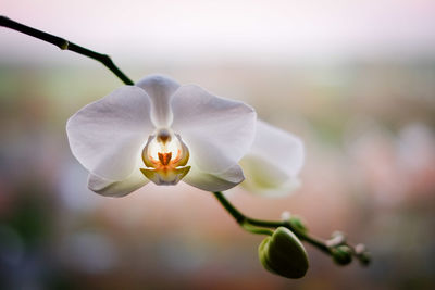 Close-up of white flowers