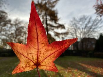 Close-up of red maple leaves against sky