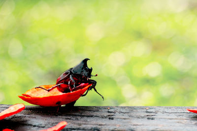 Close-up of beetle perching on leaf