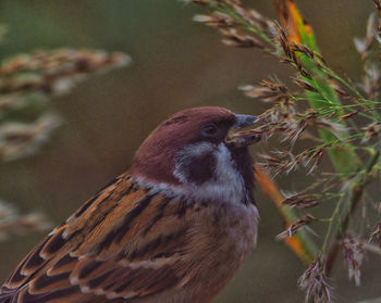 Close-up of bird perching on plant