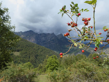 Scenic mountain range with red berries on tree  near marmora in the maira valley