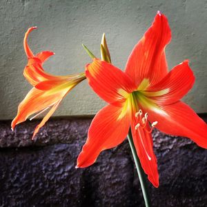 Close-up of orange day lily blooming outdoors