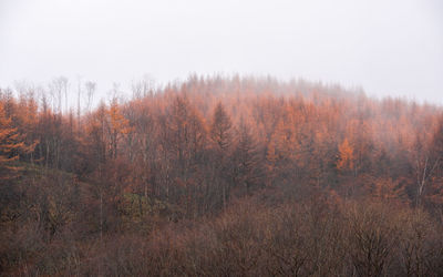 Scenic view of forest during autumn against sky