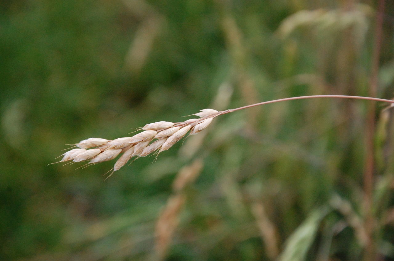 CLOSE-UP OF CORN ON FIELD