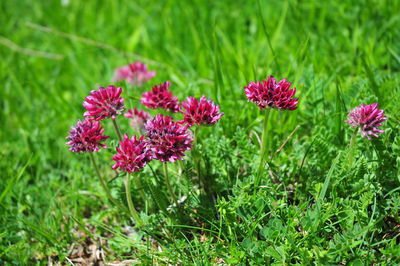 Close-up of pink flowering plants on field