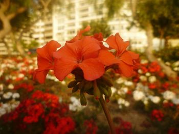 Close-up of red flowers blooming outdoors