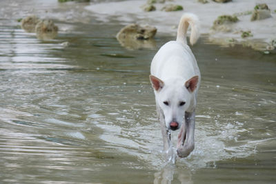 Dog drinking water in a lake