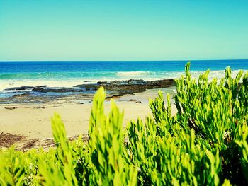 Plants growing on beach against clear sky