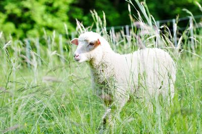 Sheep in a field