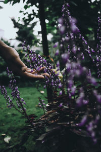 Close-up of hand touching flowers on field