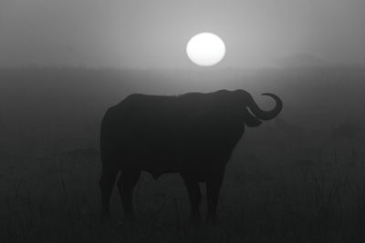 Mono buffalo silhouetted before misty rising sun