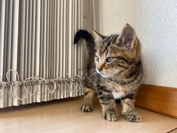 Portrait of cat sitting on hardwood floor at home