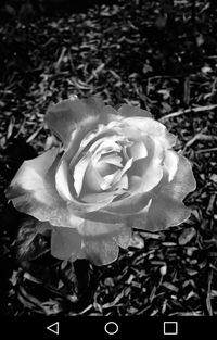 Close-up of rose blooming outdoors