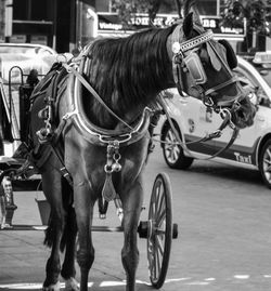 Rear view of horse cart on street