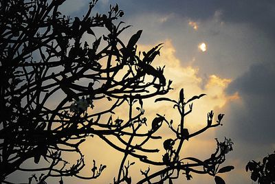 Low angle view of silhouette tree against sky