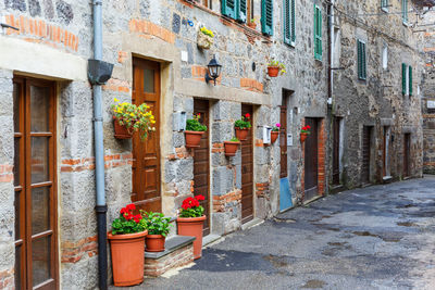 Potted plants on wall of building