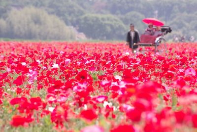 Red flowers in field