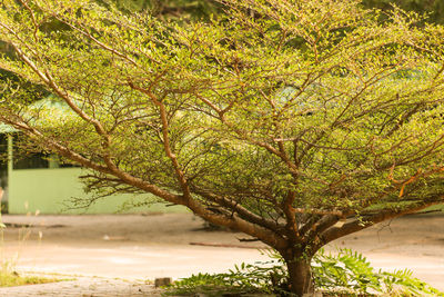 Tree by lake