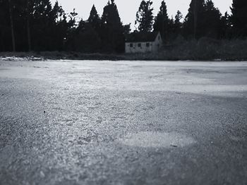 Surface level of road by trees in city