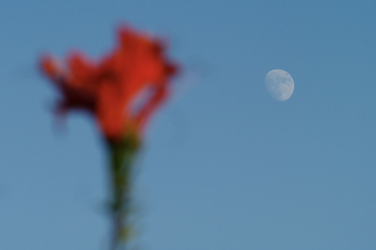 LOW ANGLE VIEW OF FLOWERING PLANT AGAINST SKY