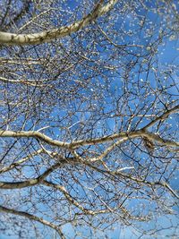 Low angle view of bare trees against sky