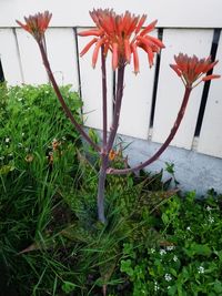 Close-up of potted plant