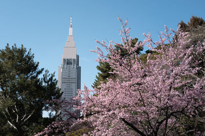 Blue sky, tower and cherry blossoms in shinjuku gyoen