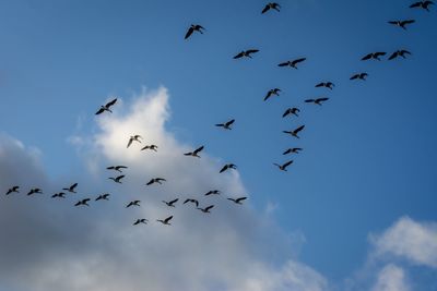 Low angle view of birds flying in sky