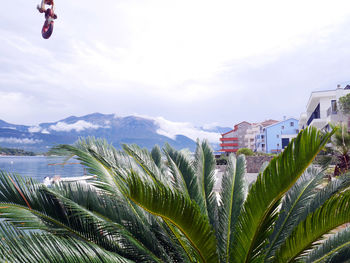 Palm tree by buildings against sky