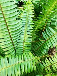 Full frame shot of green leaves