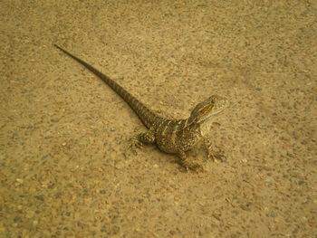 Close-up of lizard