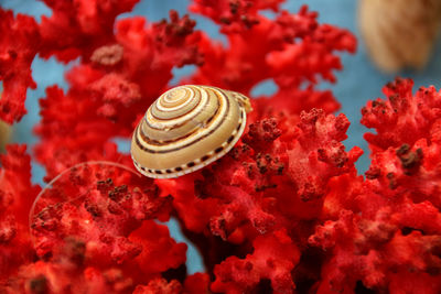 Seashell on corals in aquarium