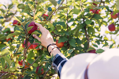 Feminine hand picking up apple from the tree on the farm. season harvest