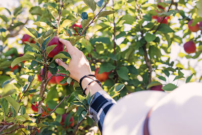 Low section of woman holding plant