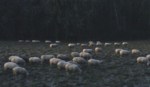 Flock of sheep on field