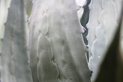 Close-up of succulent plant during winter