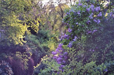 Close-up of fresh purple flowers in forest