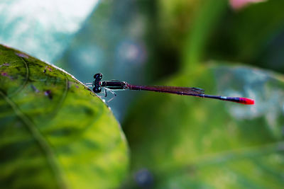 Close-up of dragonfly on leaf