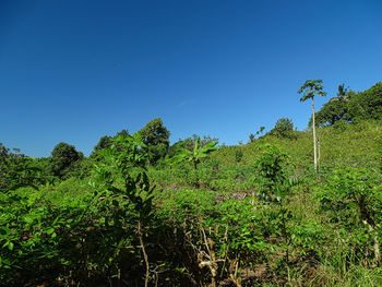 Plants growing on land against clear sky