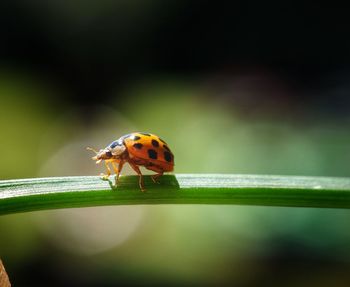 Close-up of ladybug on leaf