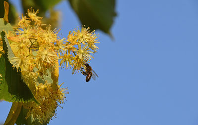 Low angle view of honey bee on yellow flowers