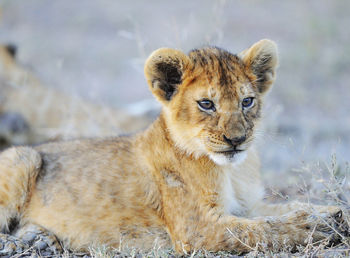 Portrait of a cat on field