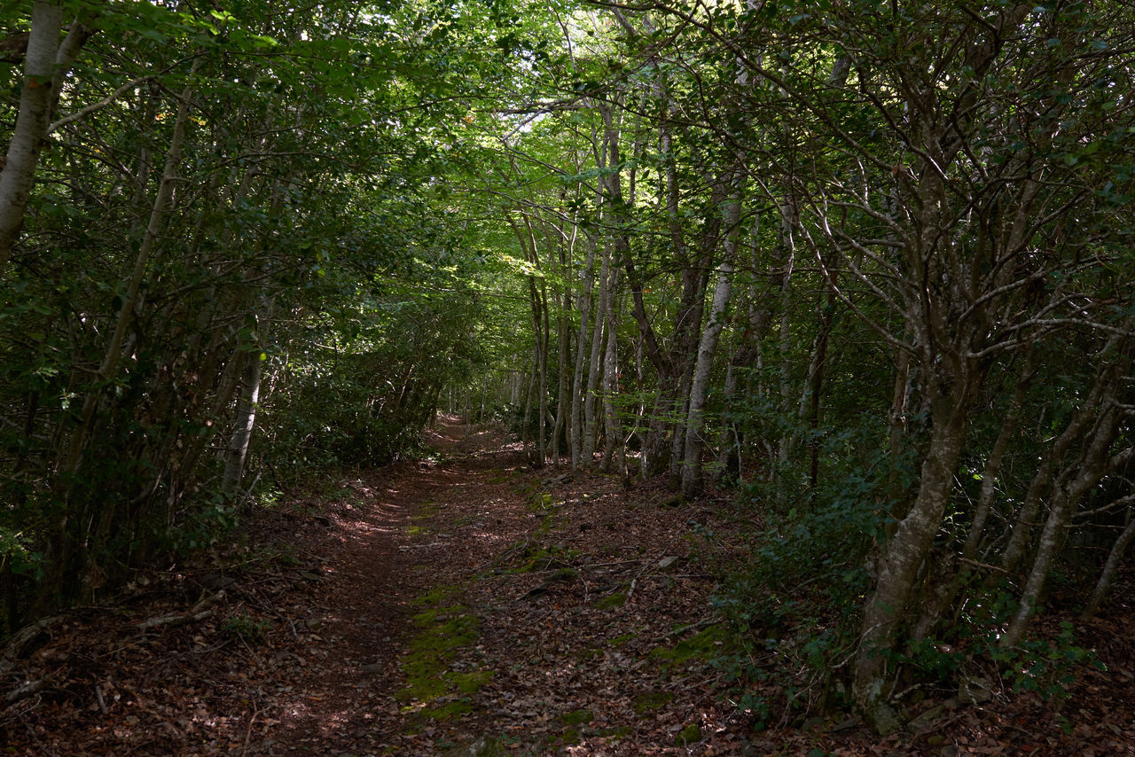 VIEW OF FOREST