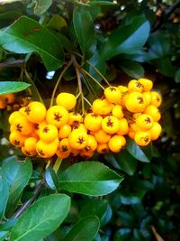 Close-up of yellow flowers