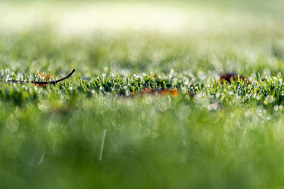 Close-up of water drops on grass