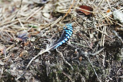 High angle view of insect on land