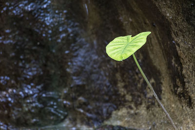 Close-up of leaf in water